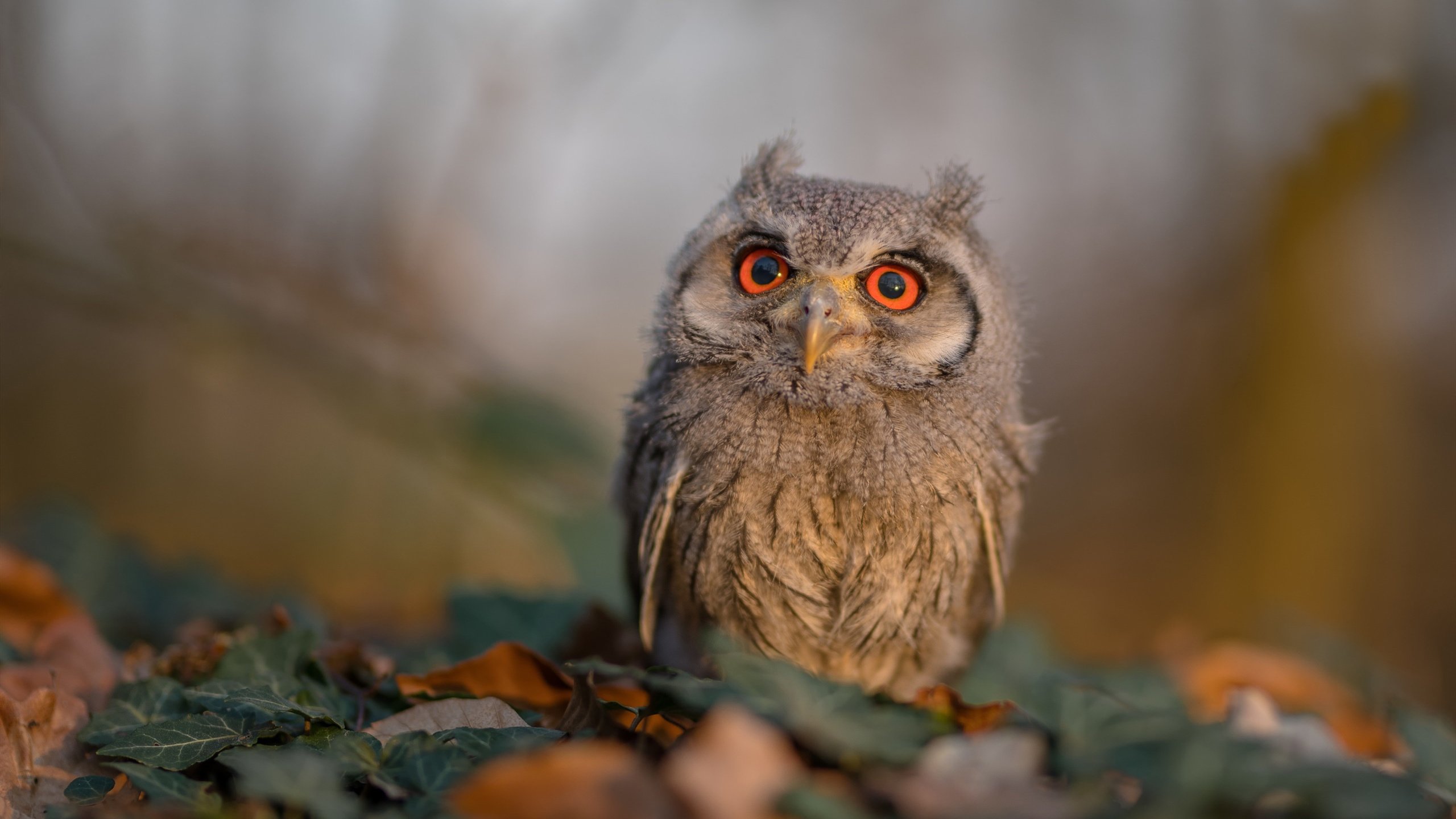 足球剧本都不敢这样写，安哥拉惊天逆转伊拉克，阿拉巴一肩扛起整支球队
