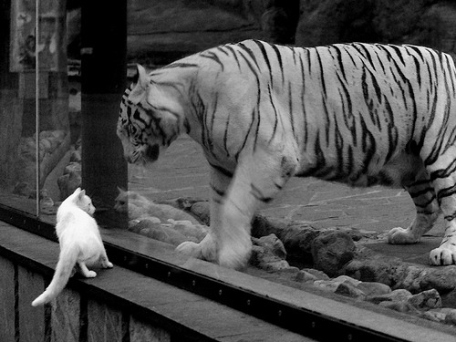 开云体育官网-绿茵场与篮球场的终极戏剧，争冠战如何在同一夜定义伟大？