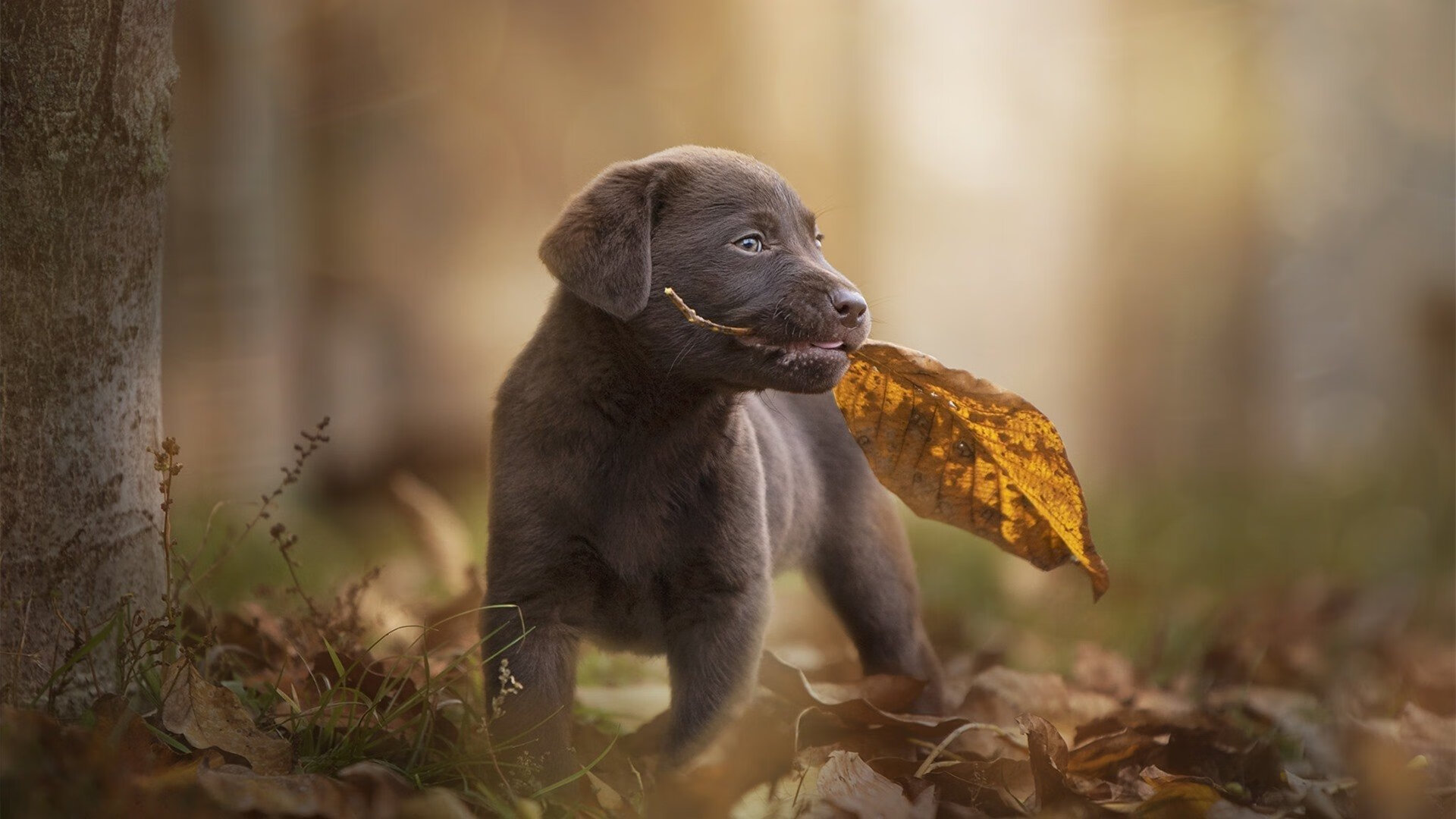 双重城记，当尼斯的混凝土防线遇上AC米兰的艺术火花，拉亚如何成为永不掉线的沉默主宰