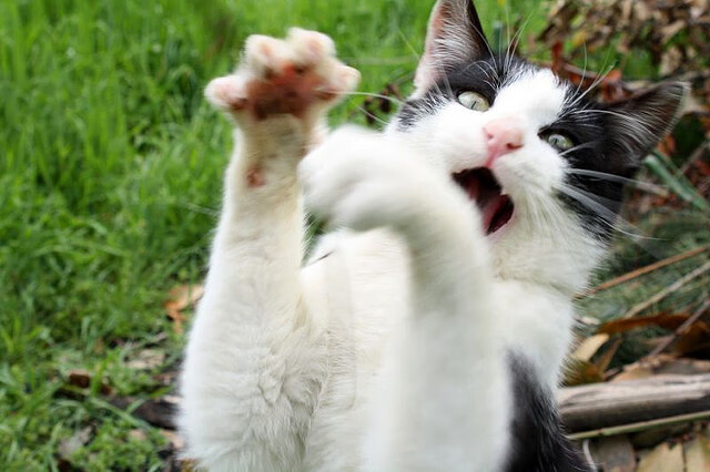 开云-墨西哥体育双星闪耀，足球强行终结卡塔尔，篮球凯塞多NBA季后赛接管比赛