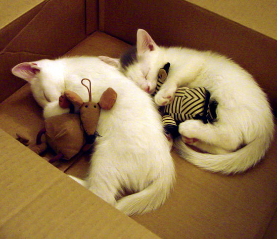 赛道上的篮球艺术家，杰伦格林在魔术碾压黄蜂中演绎F1式冠军接管