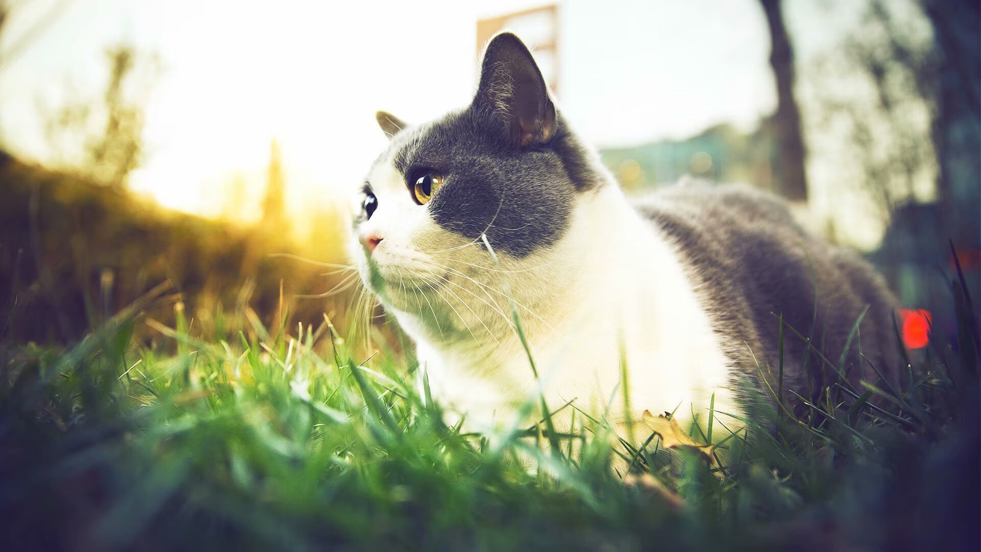 霍勒迪变身防守刺客,吉林队用窒息式进攻风暴击溃骑士