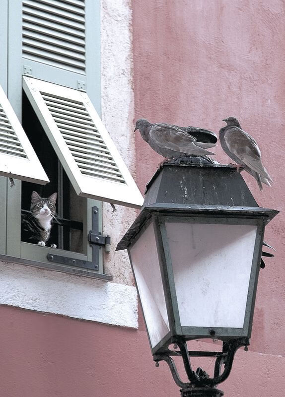 双城记，雨夜鏖兵与风城血战