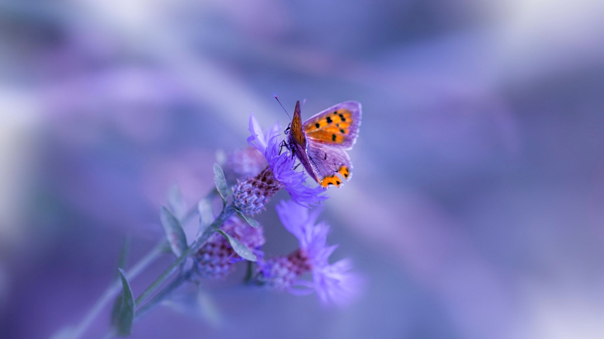 黄喜灿接管比赛!里昂式闪电突袭终结波兰,F1年度争冠上演终极赛道超车