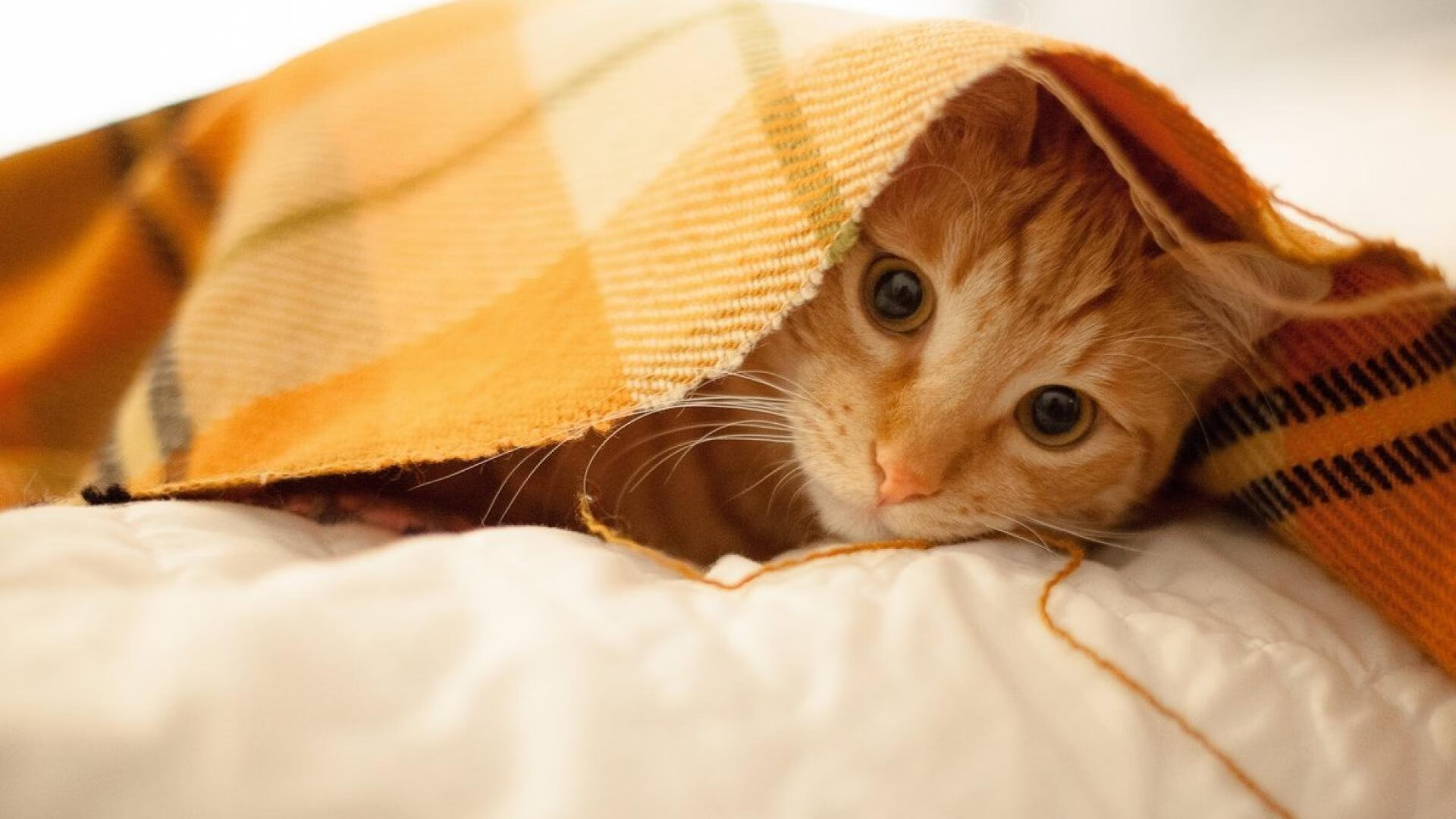 东方巨龙强压西方猛兽，上海队主场压制雄鹿，小贾伦用实力证明自己