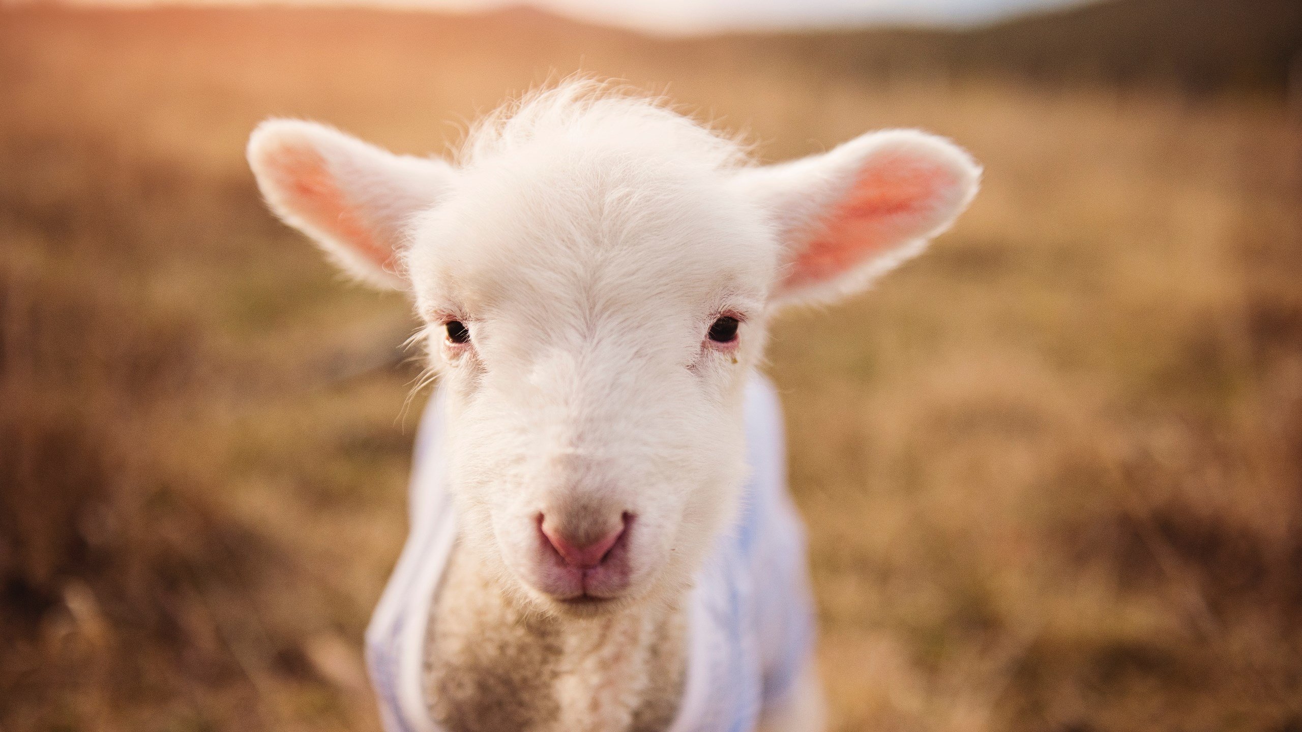 决胜，绿茵终章与冰城绝杀夜的双重奏