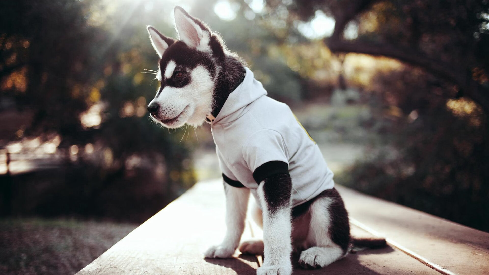 天神下凡难敌钢铁洪流,马刺的险胜,是对字母哥式统治的终极解构