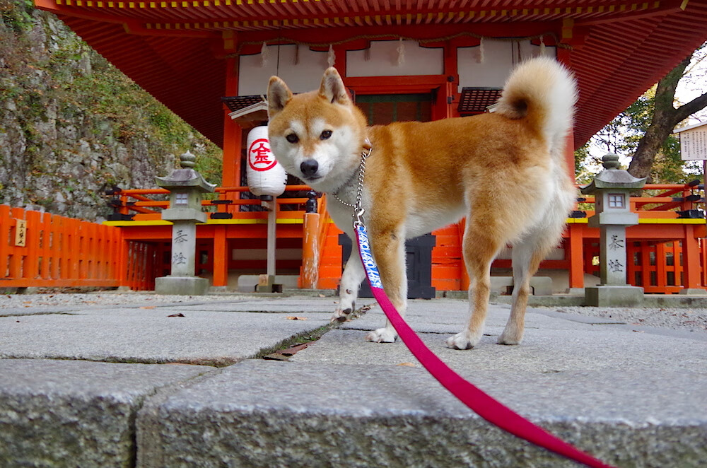 绿茵狂想曲，当虚拟照进现实，德里赫特在慈善风暴中加冕关键先生