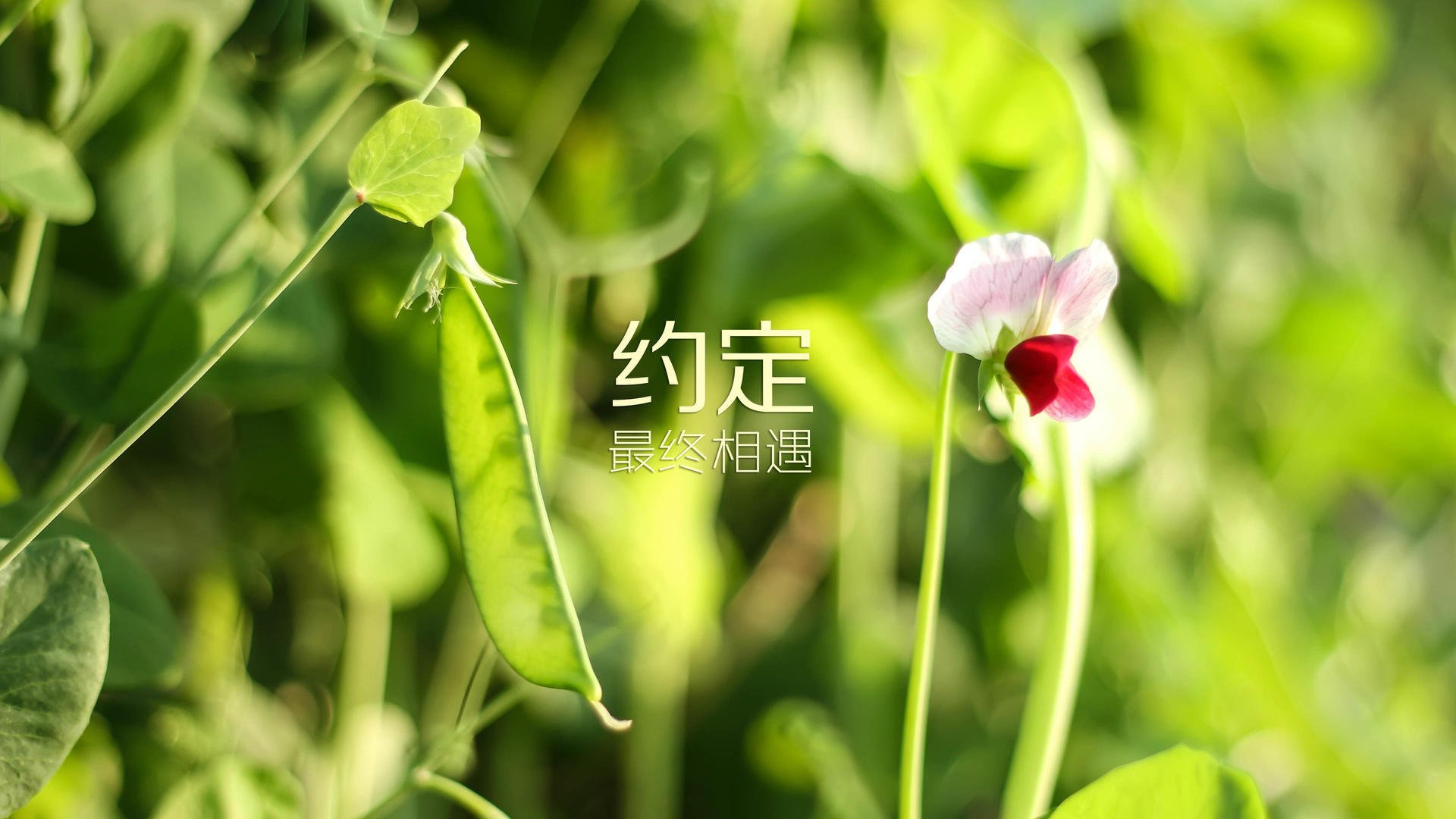 开云官网-郁金香的复仇，2026世界杯，丹麦钢铁防线压制伊朗，范戴克用九十分钟书写唯一答案